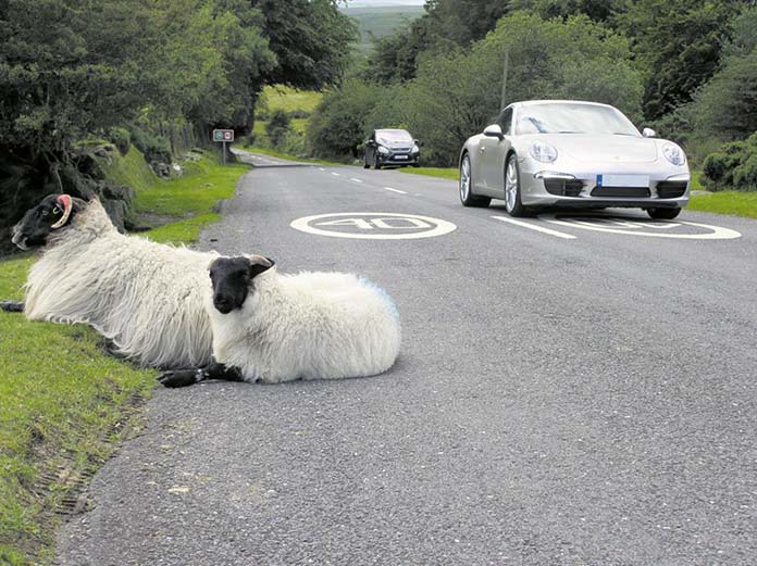 The sheep on Dartmoor weren't very concerned about speed limits.