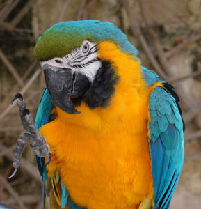 Kiku, the resident Macaw at Casa Rocca Piccola.