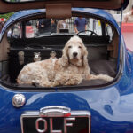 Cocker Spaniel Jarvis chose his owners 1953 Aston Martin DD2/4 Mk1 to have a quick rest. He spent most of the event snoozing.