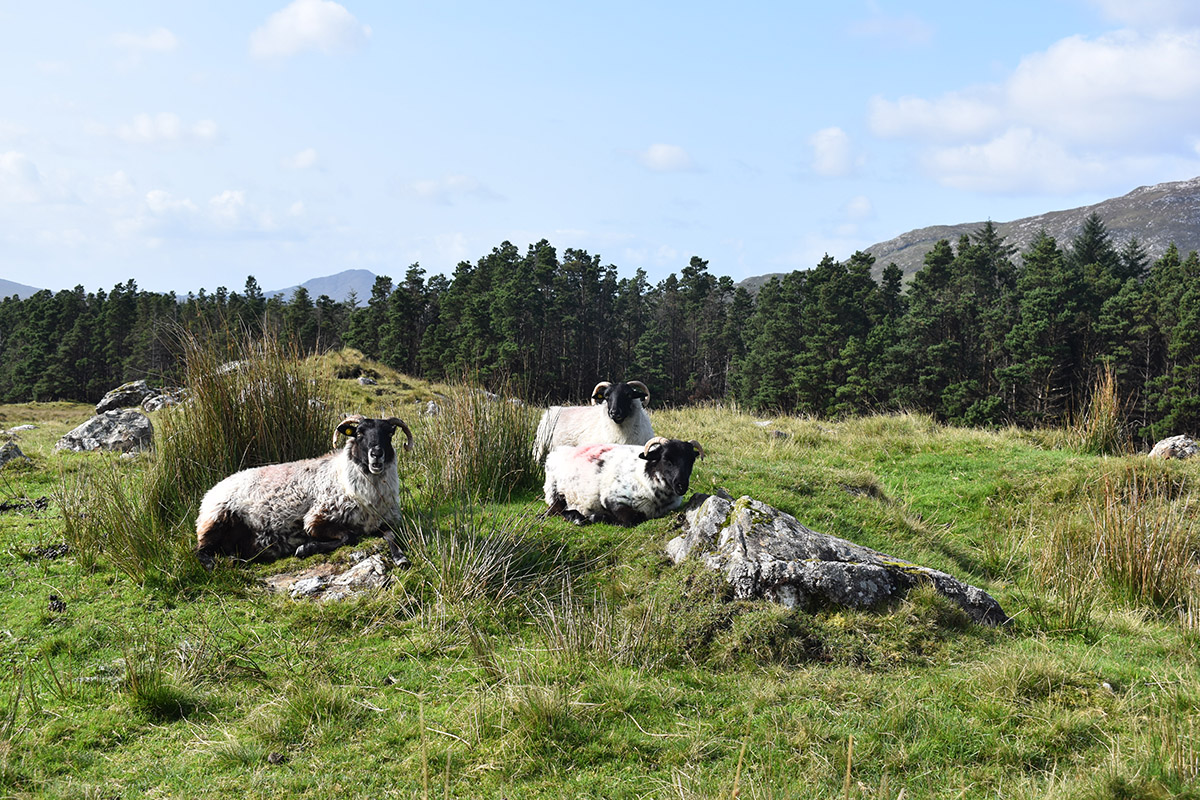 More sheep relaxing by the roadside in Connemara.