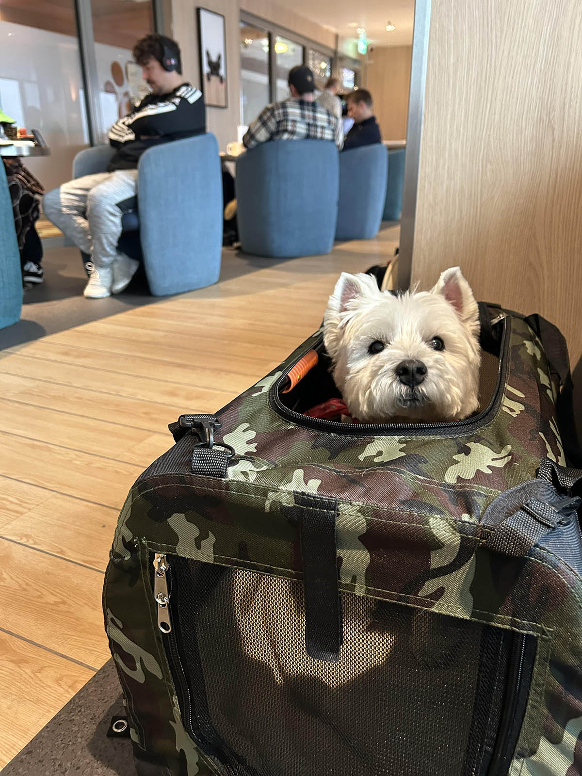 Relaxing in the Pet Lounge.