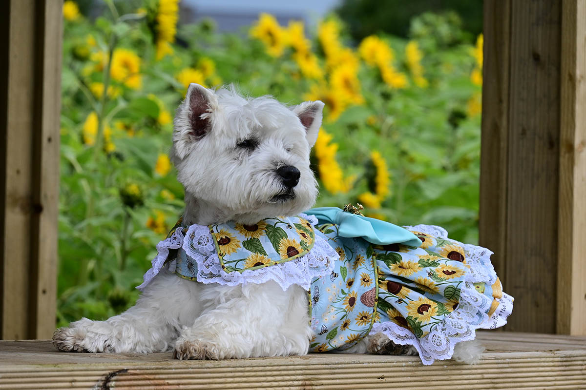 Posing in my sunflower dress.