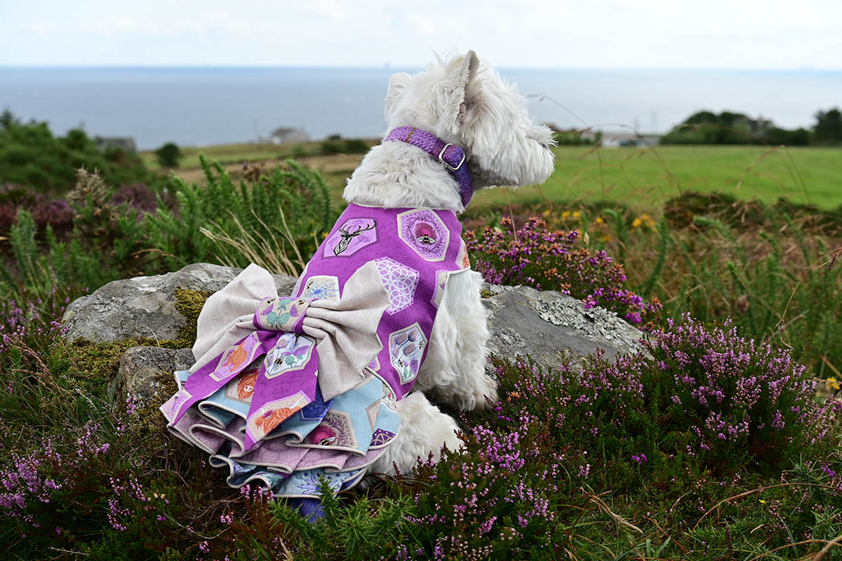 Looking out to sea at The Hill o'Many Stanes.