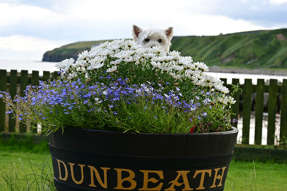 Spot the Westie at Dunbeath Bay.