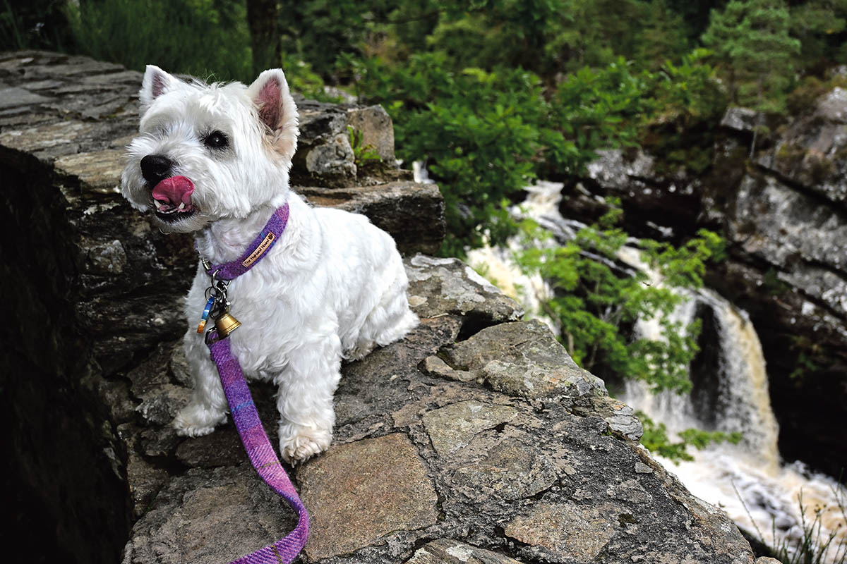 Looking out for delicious salmon at Rogie Falls.